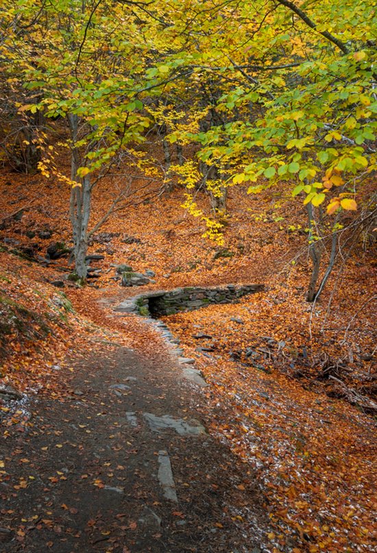 España en 16 bosques asombrosos para descubrir este otoño