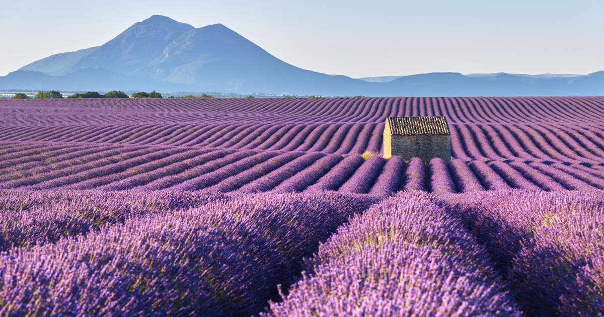Todo lo que hay que saber para disfrutar de los campos de lavanda de Provenza