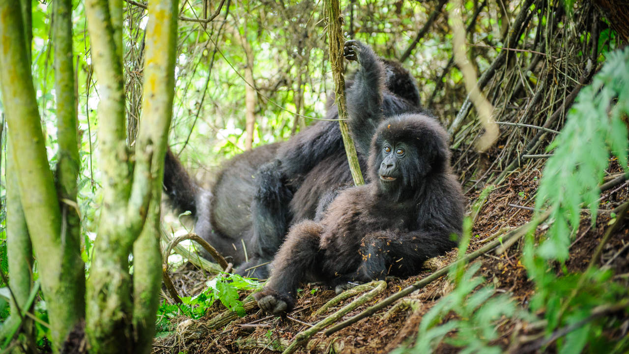 Sesenta minutos con los gorilas de montaña en Ruanda