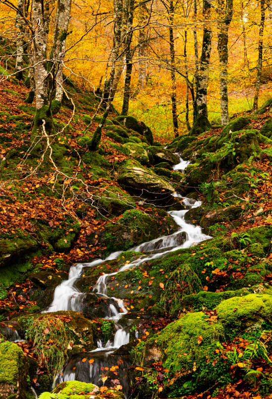 Hermosas Escenas De La Naturaleza Del Bosque Forest Lake View || Fall