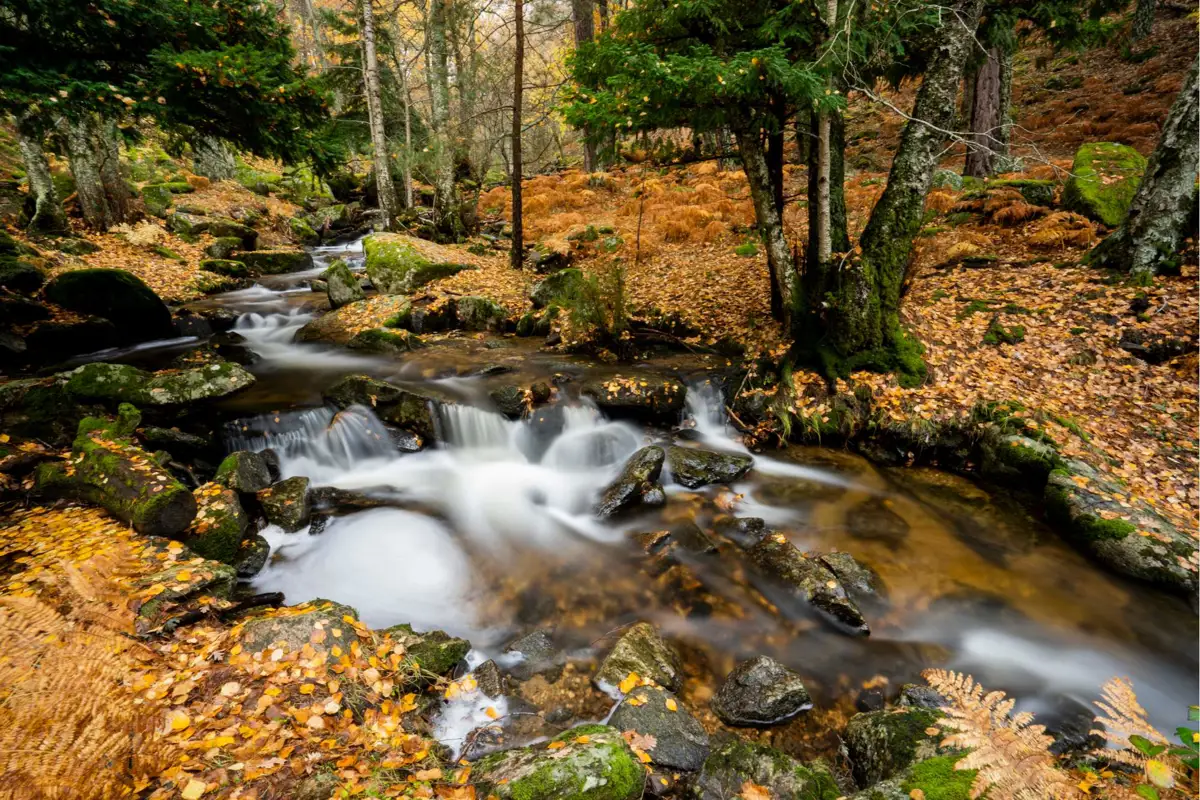 hayedos-casta-ares-y-otros-bosques-cerca-de-madrid-donde-escaparse
