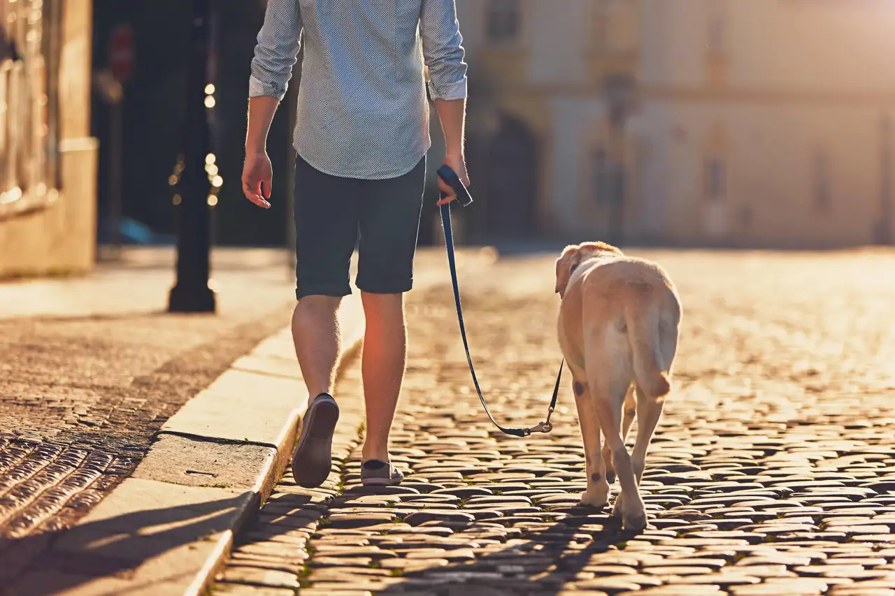 Ciudad con perro
