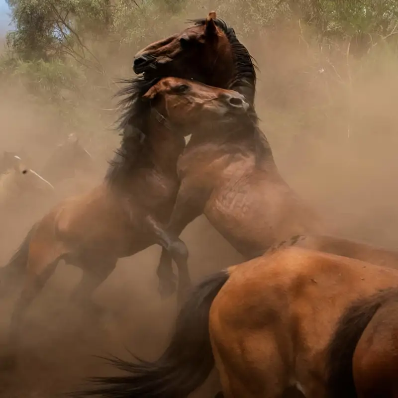 La fiesta de Galicia donde hombres y caballos se enfrentan hace 500 años: "Seres humanos e hijos del viento cuentan la misma historia"