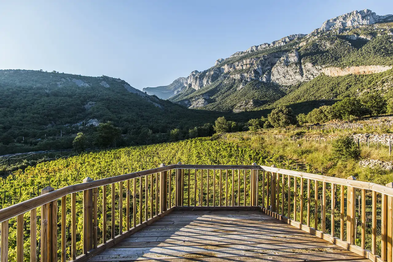 La bodega de Aragón que logró resucitar viñedos olvidados entre los Pirineos:  