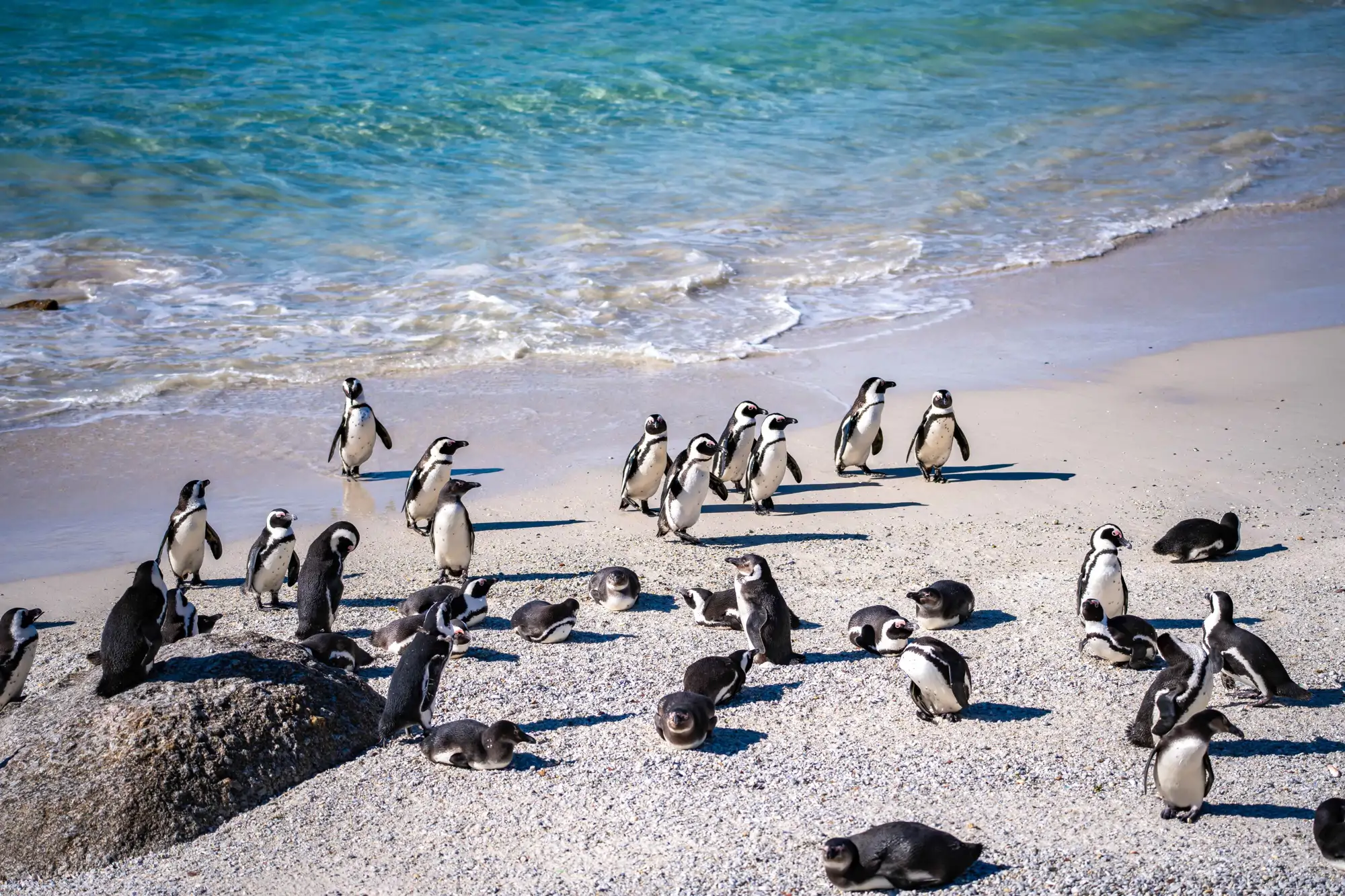 Boulders Beach Penguin Colony, Simon's Town (Sudáfrica)