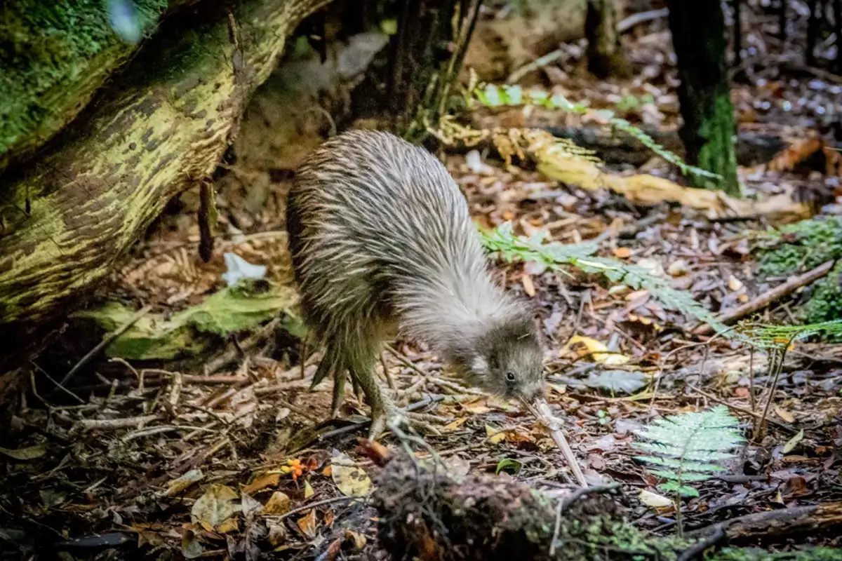Kiwi Stewart Island